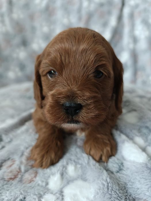Cavapoo F1  Cavalier & Pudel