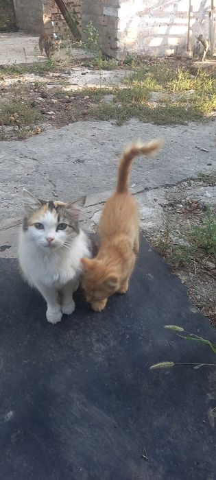 Віддам котиків у добрі руки