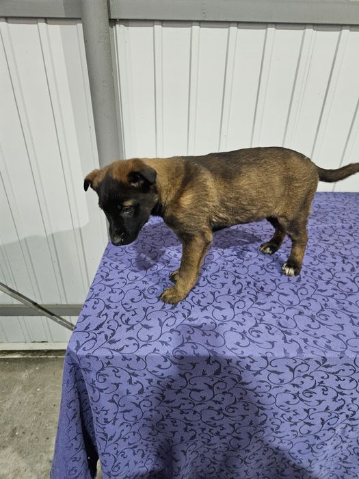 Owczarek belgijski.suczka