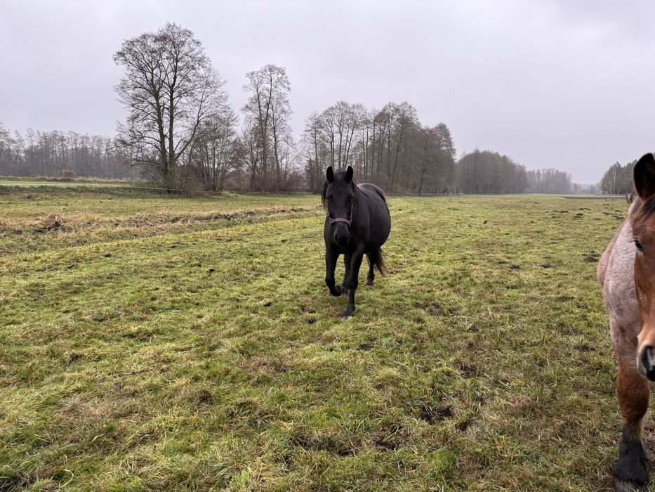 Klacz śląska źrebna