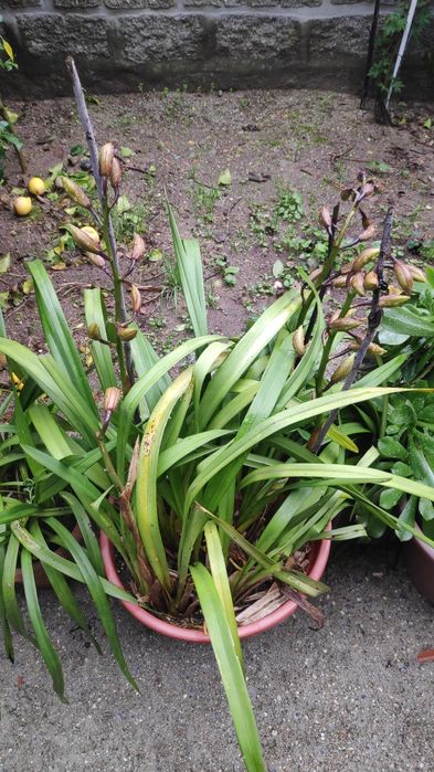 Orquídea Amarela aromática