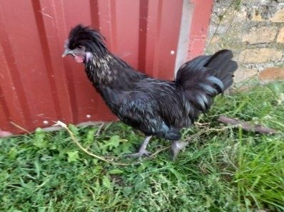 Koguciki silki jedwabiste i białoczuby