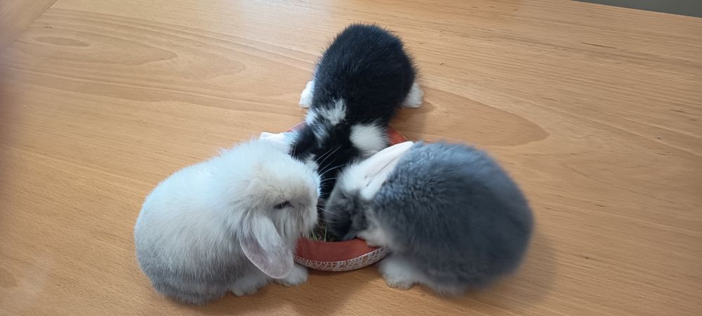 Coelhos de raça exótica: mini loop orelhudo.