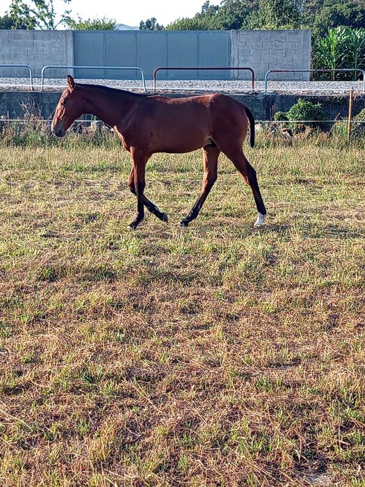 Poldro Lusitano