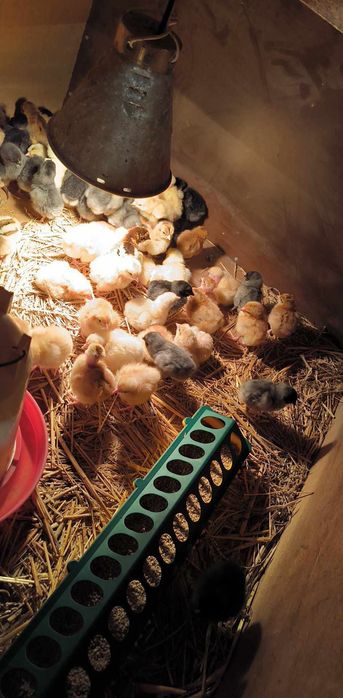 Jaja lęgowe, Włoszki, gołoszyjka olbrzymia, jajka,kury.