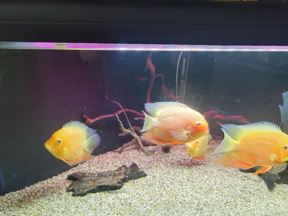 Pirlęgnice Severum