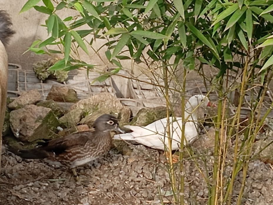 Casais de Patos ornamentais