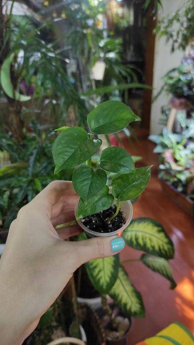 Монстера вариегатная, филодендрон, сингониум ,