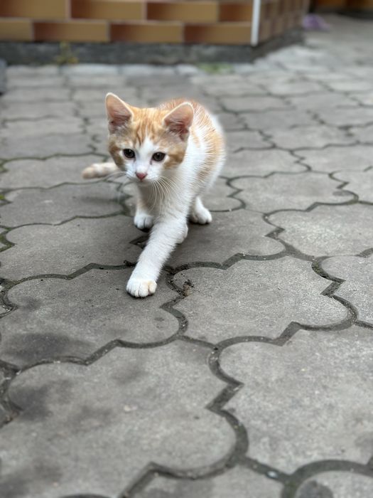 Кіт, кішка, котенята, кицька