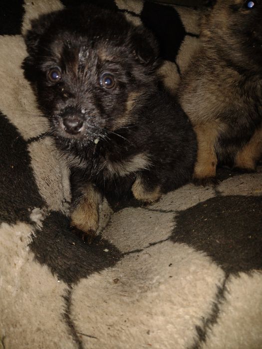 Цуценя в добрі руки