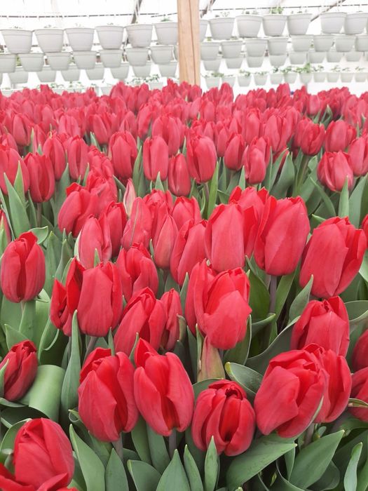 Тюльпани від виробника