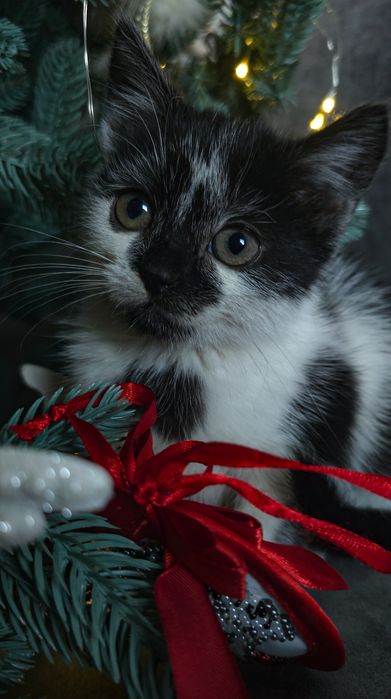 Кошеня, кіт, котик, киця