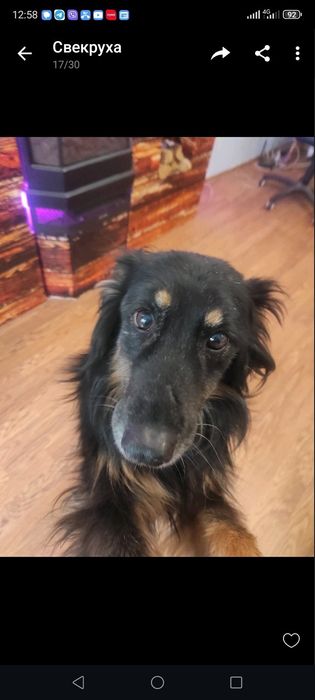 Собака в добрi руки