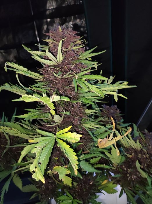 1000 gram 1 kg  Black Devil susz konopi CBD