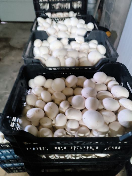 Pieczarki świerzo zbierane