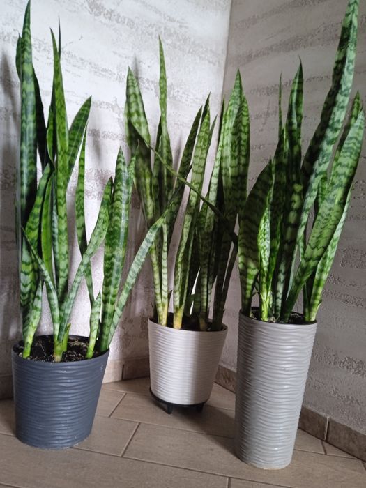 Вазон Сансеверія. Щучий хвіст. Тещин язик. Щучий хвост.Тьощин язик