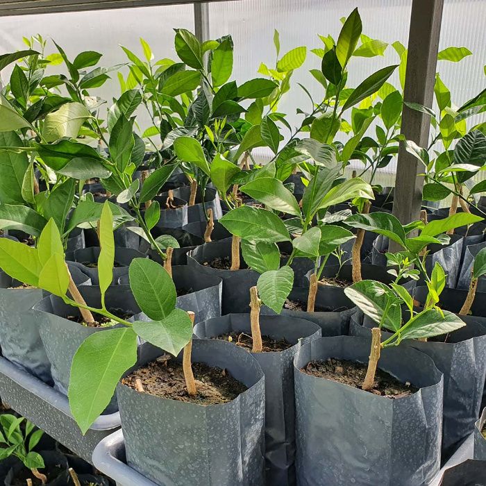 Лимон низкорослый комнатный "Nano"