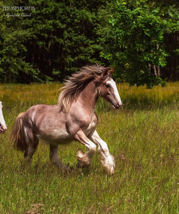 Anakin - wałaszek  irish cob (tinker / gypsy cob) 2024