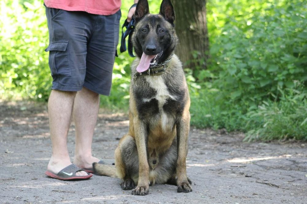 Вязка. Кобель Малинуа.