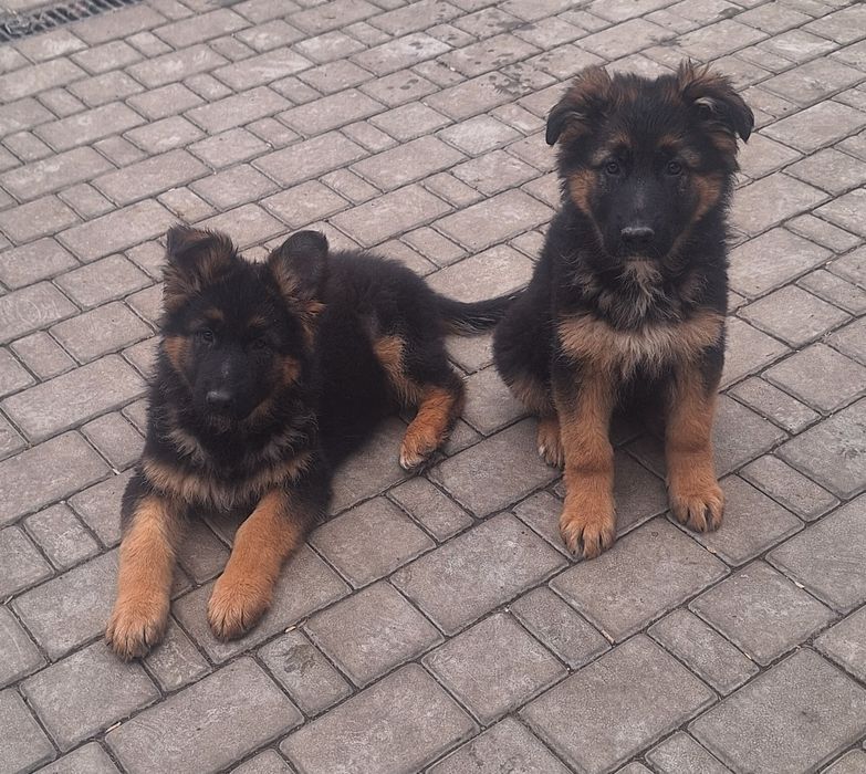 Щенок немецкая овчарка