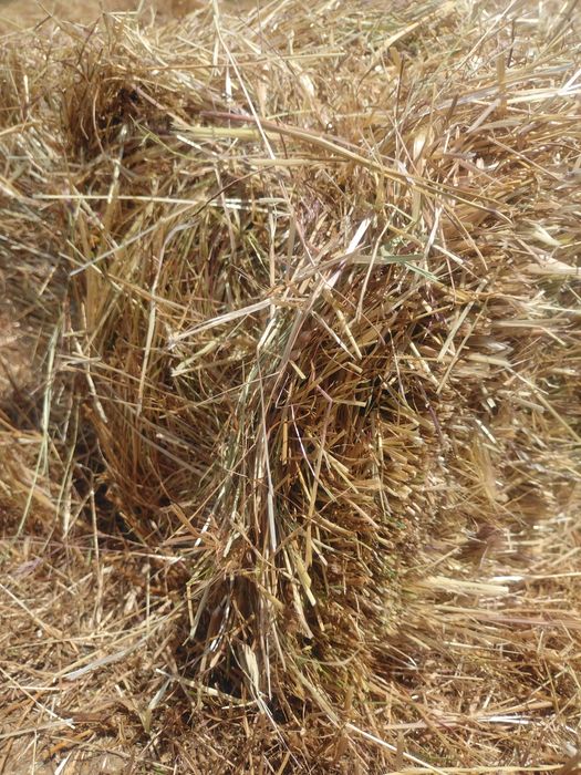 Fardos de feno nascedico 2,50€