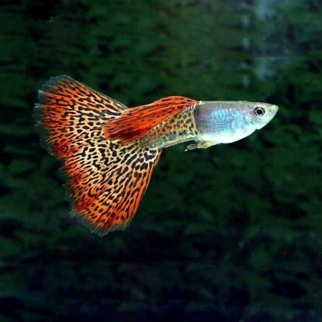 GB Gupik King Cobra - ryba krajowa