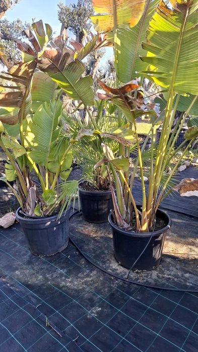 Jardim das Oliveiras