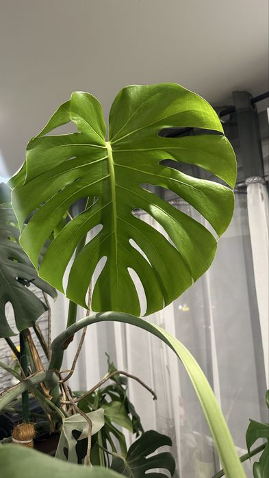 Monstera - Bardzo duża