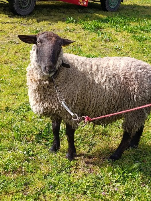 Tenho para venda carneiro de raça Suffolk Francês