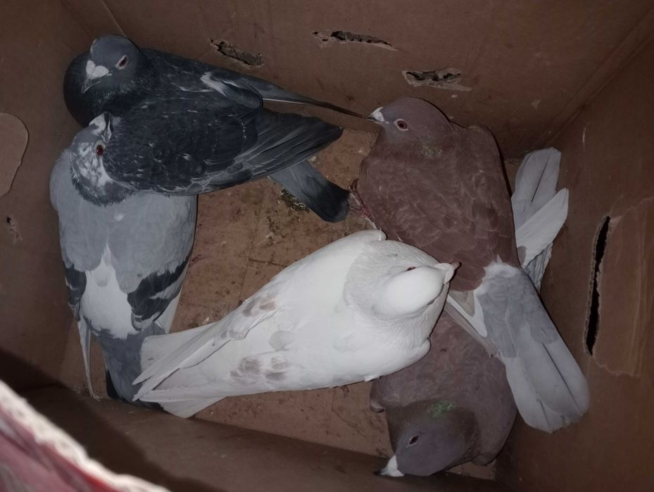 Gołębie pocztowe i Kingi