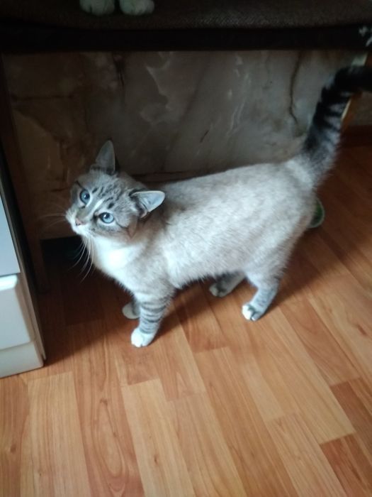 Віддам кошеня у добрі руки