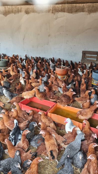 Kury nioski młode.ROSA LEGHORN MESSA.Ferma Drobiu.Dowóz Gratis