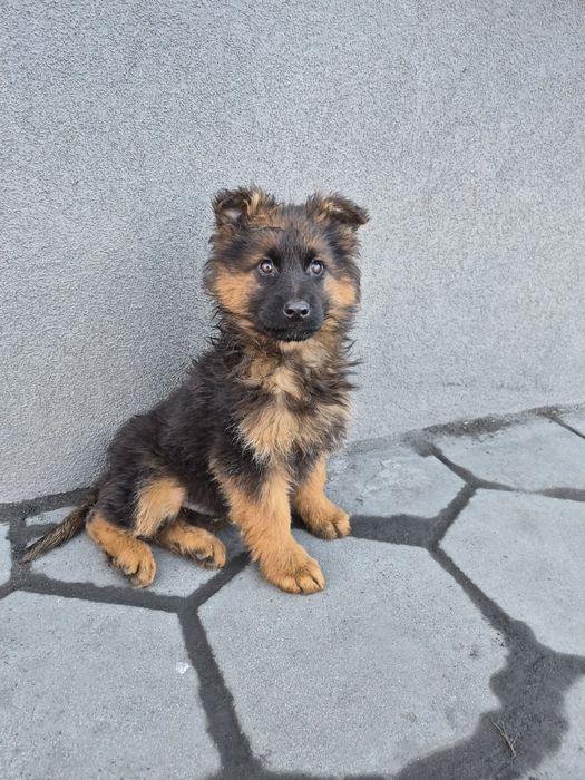 Owczarek niemiecki długowłosy