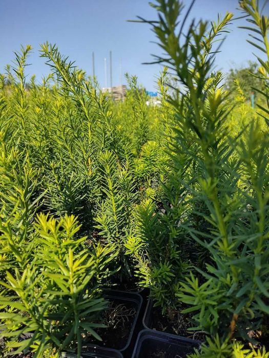 Cis pośredni 'Hicksii' na żywopłot