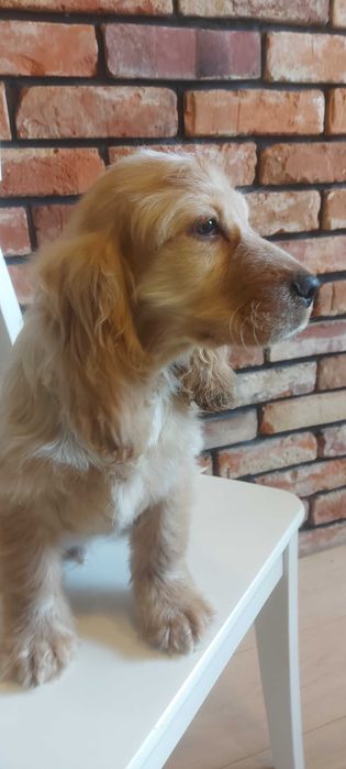 Cocker spaniel angielski Śliczny chłopczyk do odbioru