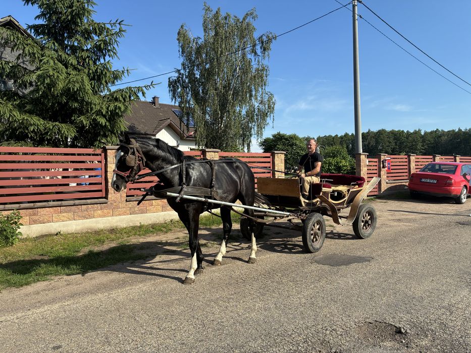 Dwuletni koń wałach Roxan