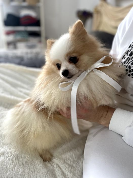 Ексклюзивні хлопчики Померанські шпіци з ідеальним характером