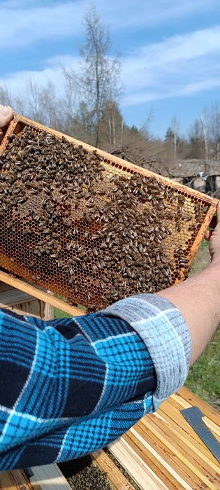 Sprzedam Odkłady Pszczele Pszczoły