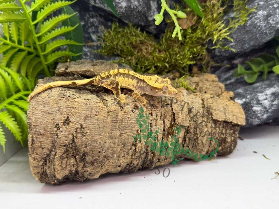 Gekon orzęsiony Gekony orzęsione Grudziądz