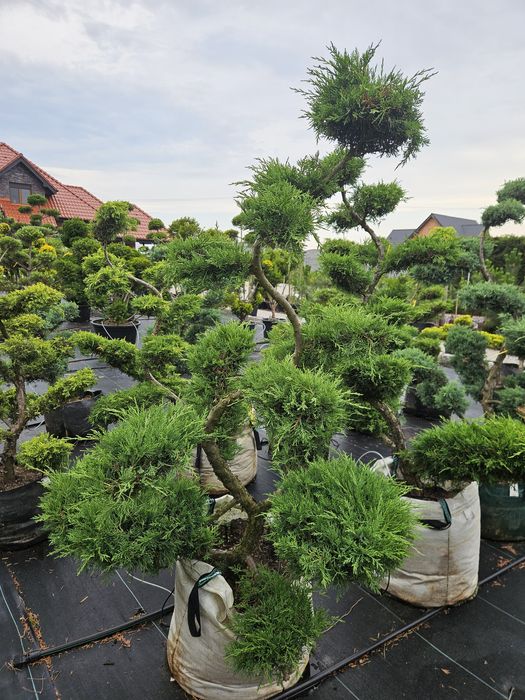 Tuja Tuje Szmaragd 120 cm 3 l