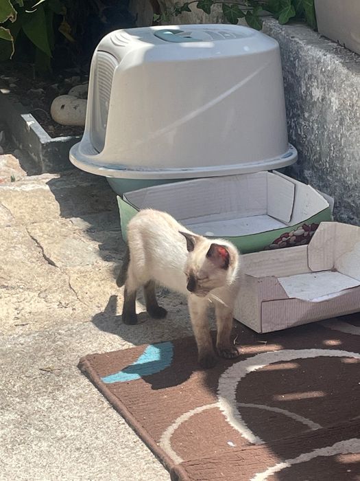 Gatinho siamês para adopção