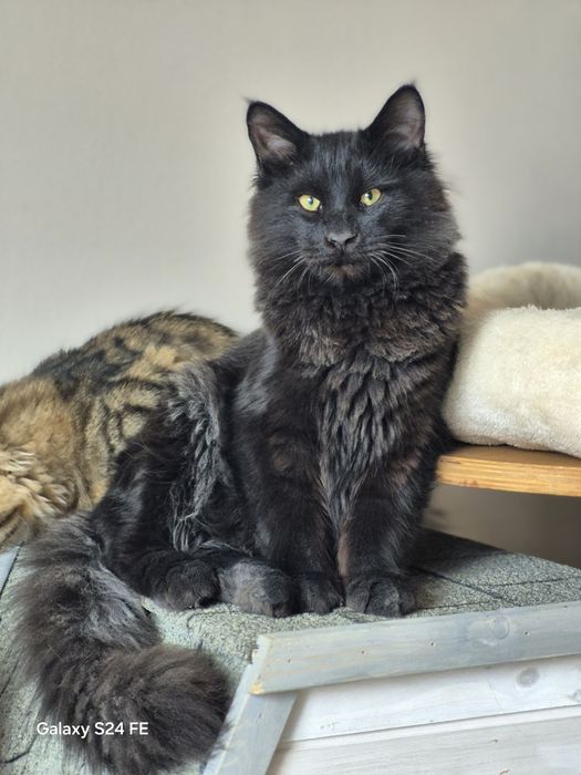 Kocurek Syberyjski piękny i dorodny