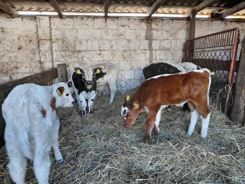 Sprzedam jałówki 100% białogrzbiet