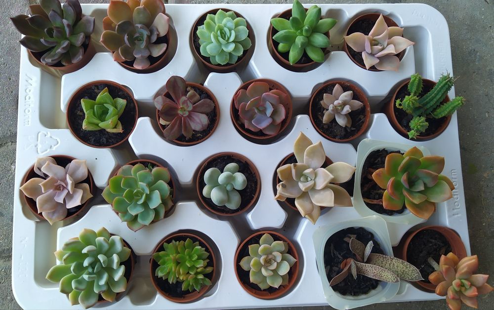 Suculentas variadas