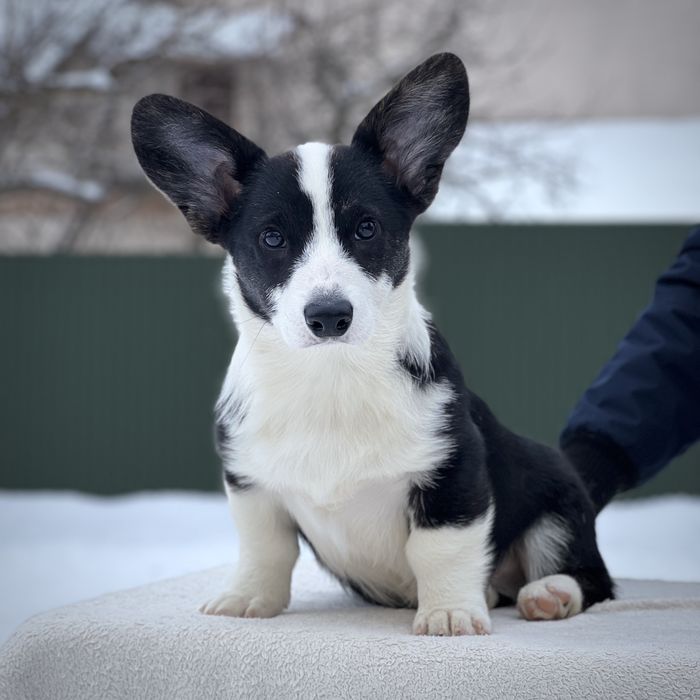 Вельш коргі кардіган, хлопчик, КСУ