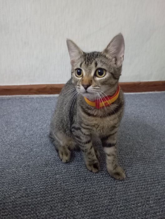 Грустный которебёнок бесплатно