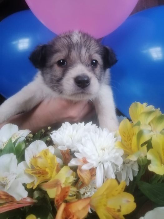 Отдам даром в добрые руки щенков