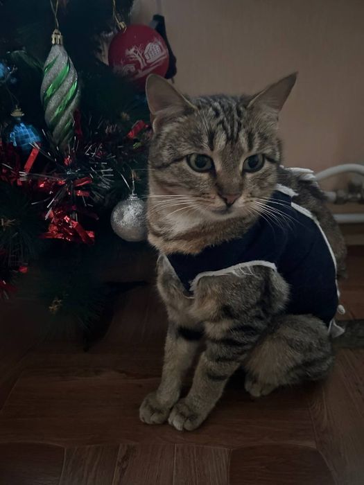 Стерилізована кішечка 8 місяців на святого Миколая по старому календар