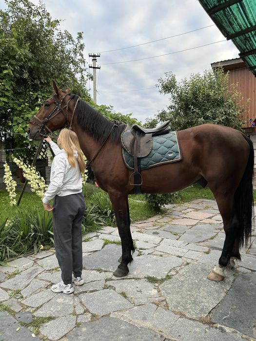 Орловський рисак