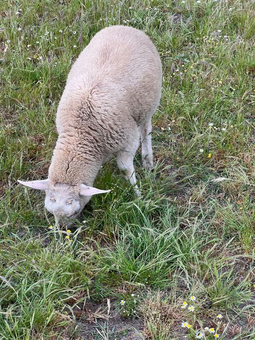 Macho Texel 4 meses de idade